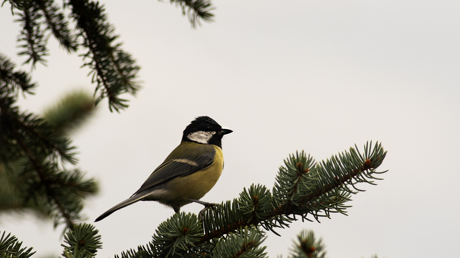 Great Tit